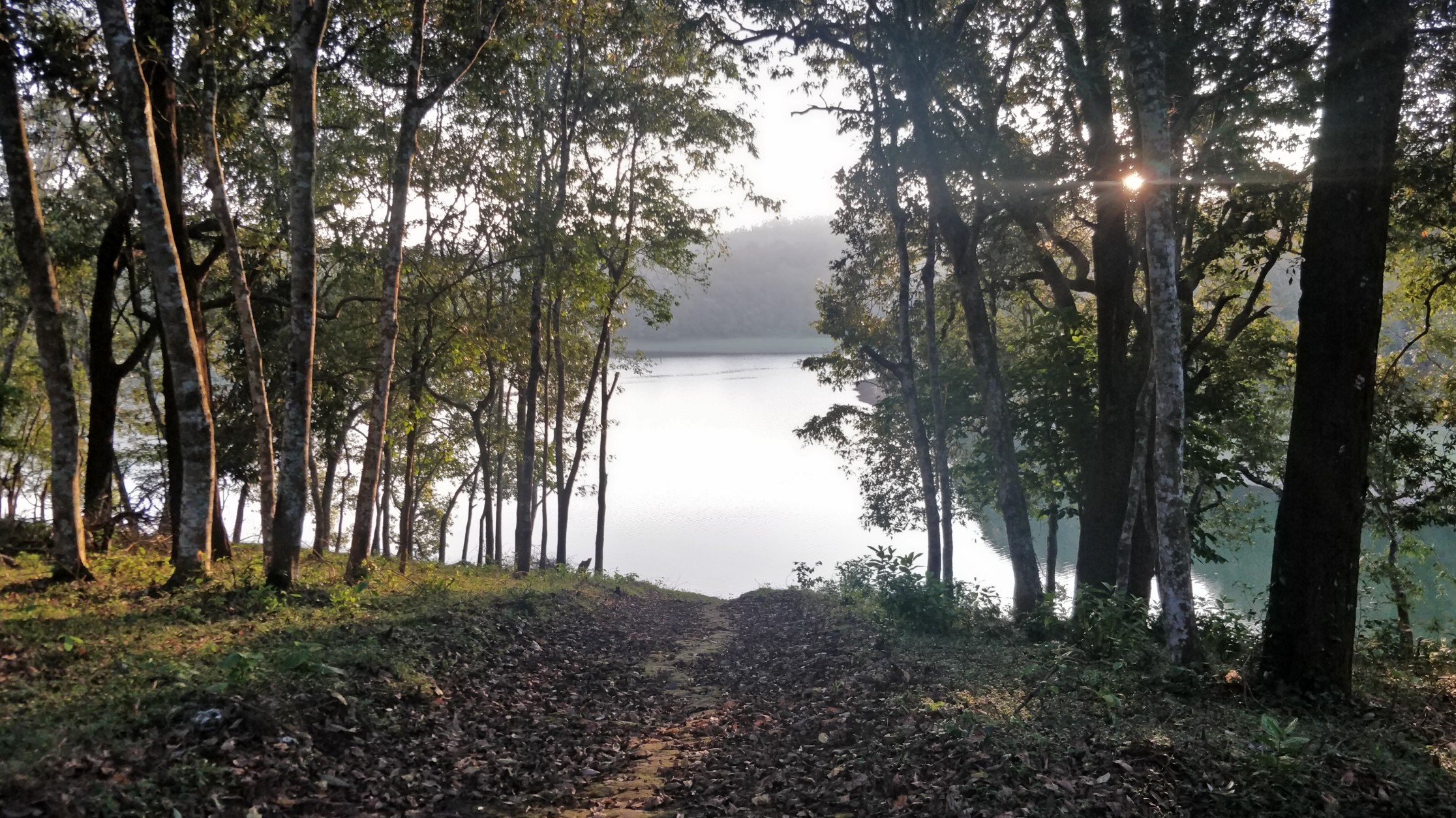 treesandlake
