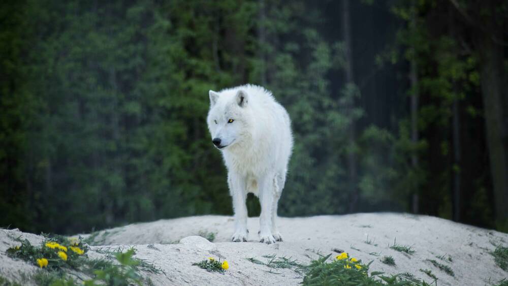 wolf